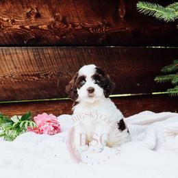 Hunter Green Boy - Brown white and tan male Cockapoo puppy in Missoula, Montana from Big Sky Cockapoos