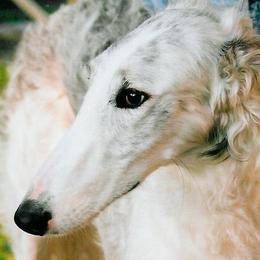 Borzois from Highgarden Borzoi