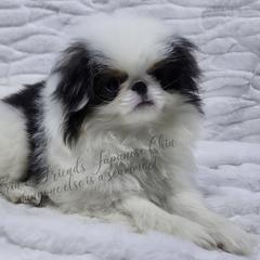 Jinu - Black tan and white male Japanese Chin puppy in Johnson City, Tennessee from Erin & Friends Japanese Chin