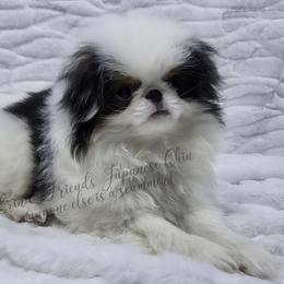 Jinu - Black tan and white male Japanese Chin puppy in Johnson City, Tennessee from Erin & Friends Japanese Chin