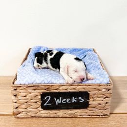 Assorted Doodle Crosses, Goldendoodle, and Sheepadoodle Puppies from Novadoodles801