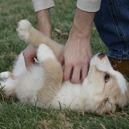 Daphne - Yellow female Australian Shepherd puppy in Holmesville, Ohio from Coffee Run Spring at Miller Farms