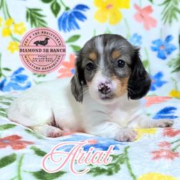 ARIAT - Dapple female Dachshund puppy in Columbia, Louisiana from Diamond 5R Ranch AKC & CKC Miniature Dachshunds
