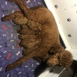 Poodle Puppies from Prissy Pants Poodles LLC