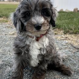 Keefer - Merle male Cavapoo puppy in Shipshewana, Indiana from Shelli's Puppies