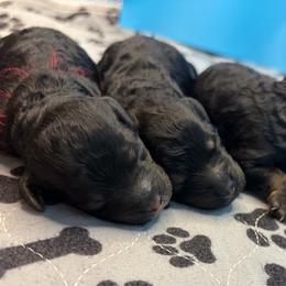 Jade - Phantom female Poodle puppy in Mauston, Wisconsin from Quiverfull Acres