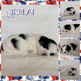 Nikolai - Tricolor male Shih Tzu puppy in Yelm, Washington from Lala's All Star Shih Tzu
