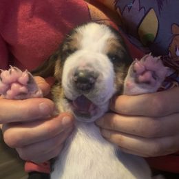 Basset Hound Puppies from Peach Blossom Bassets