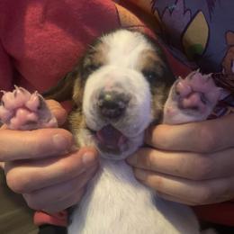 Basset Hound Puppies from Peach Blossom Bassets