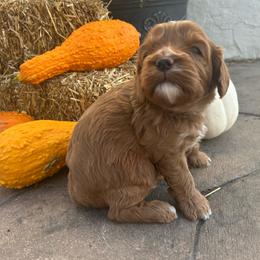 Boy 1 blue - Red male Cavapoo puppy in Orion, Illinois from Poppy Garden Doodles