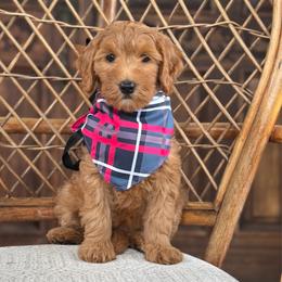 Polly - Red  female Goldendoodle puppy in Enumclaw, Washington from Owen-a-Doodle