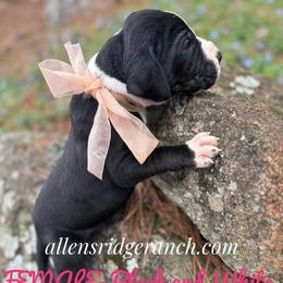 Black mantle - Black and white female Great Dane puppy in Greenville, South Carolina from Allen’s Ridge Ranch