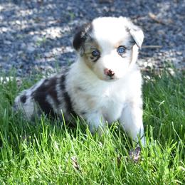 Blue Merle with Blue Eyes - Blue merle female Miniature Australian Shepherd puppy in Parma, Idaho from Arena Valley Acres