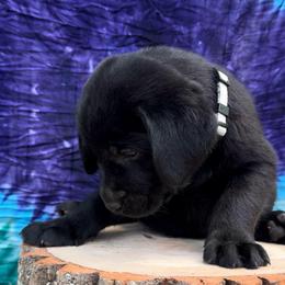 Cookie - Black male Labrador Retriever puppy in Marietta, South Carolina from Trust in the Lord Labradors