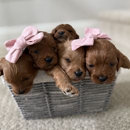 Cavapoo Puppies from SoCal Cavapoo's