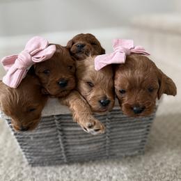 Cavapoo Puppies from SoCal Cavapoo's