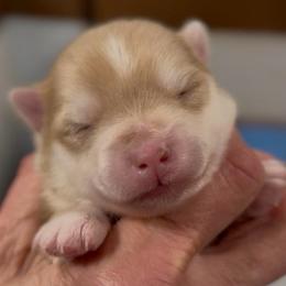 Bacardi - Merle male Pomsky puppy in Spring Hill, Florida from PDQ Pomskies