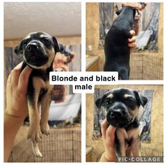 Mountain Feist Puppies from Campbell’s Feist