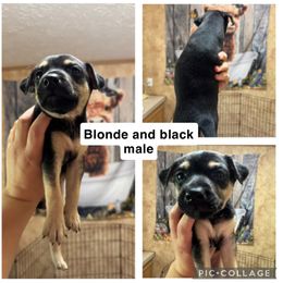 Mountain Feist Puppies from Campbell’s Feist