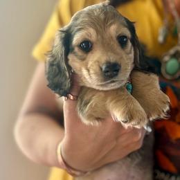 Shaded Cream boy - Cream male Dachshund puppy in Wickenburg, Arizona from Glossy Doxies