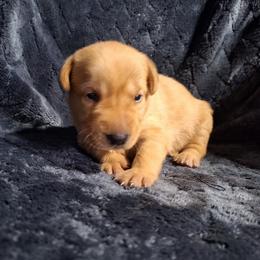 Reba - Yellow female Labrador Retriever puppy in Bemidji, Minnesota from Northern Star Elite Quality Labrador Retrievers
