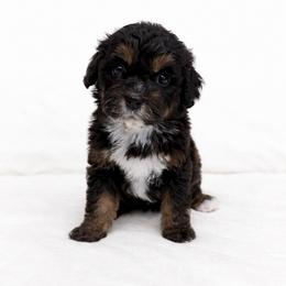 Aspen - female Golden Mountain Doodle puppy in Springfield, Ohio from Dawson's Royal Companions