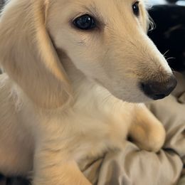 Forest - Dachshund
