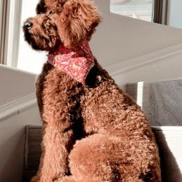 Cavapoo, Goldendoodle, and Poodle All Grown Up from Dlm_doodles