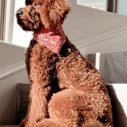 Cavapoo, Goldendoodle, and Poodle All Grown Up from Dlm_doodles