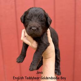 Java Chocolate English Teddybear - Chocolate male Goldendoodle puppy in Grove, Oklahoma from Guinn Family Farms