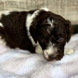 Baby Cakes - Parti female Goldendoodle puppy in Mc Kinney, Texas from Flair Doodles