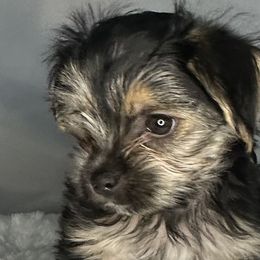 Biewer Terrier, Companion Cross, and Morkie Puppies from Puppy Boutique