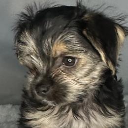 Biewer Terrier, Companion Cross, and Morkie Puppies from Puppy Boutique