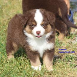 Cody - Red tri-color male Miniature American Shepherd puppy in Hillsdale, Michigan from Faithwalk Aussies and Mini American Shepherds