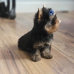 Chihuahua and Yorkshire Terrier Puppies from Royalty Tracks 👑🐾