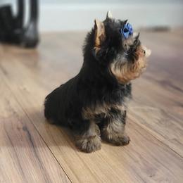 Chihuahua and Yorkshire Terrier Puppies from Royalty Tracks 👑🐾
