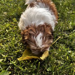 Shelby - Liver and white female Shih Tzu puppy in Scottdale, Pennsylvania from Nancy’s Majestic Shih Tzus