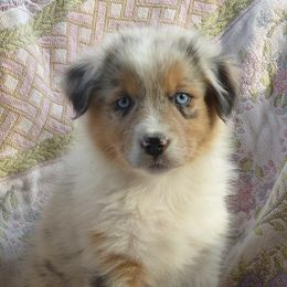 Australian Shepherds from Blue Rose Aussie