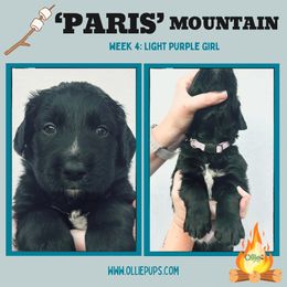 Pairs Mountain - female Golden Mountain Dog puppy in Boiling Springs, South Carolina from OlliePups, LLC