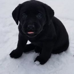 Labrador Retrievers from Reondo Labs