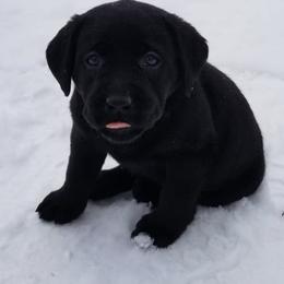 Labrador Retrievers from Reondo Labs