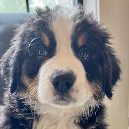 Red Boy - Black rust and white Bernese Mountain Dog puppy in Fitzgerald, Georgia from Southern Charm Bernese