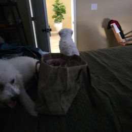 Female 1 - White female Bichon Frise puppy in Selma, North Carolina from Havenkennels