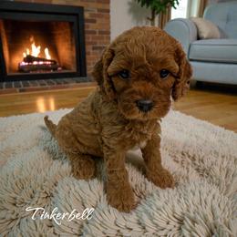 Tinkerbell - Red female Cavapoo puppy in Miami, Florida from Mario’s Pups