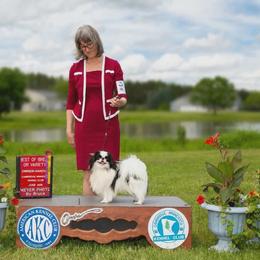 Opie - Japanese Chin