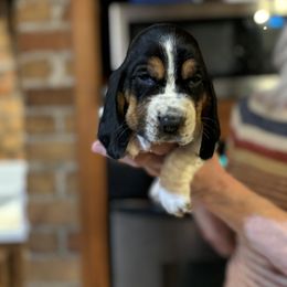 Basset Hound Puppies from Zen Rainbow Ranch