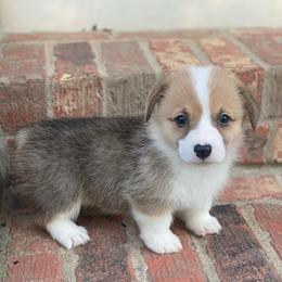 Penny - Sable female Pembroke Welsh Corgi puppy in Morton, Mississippi from Southern Magnolia Corgis
