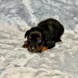 Dr. Pepper - Black tri male Miniature Australian Shepherd puppy in Lincoln, California from Country Dreams Mini Aussies