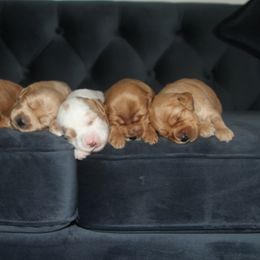 Goldendoodle and Australian Labradoodle Puppies from Sharper Doodles