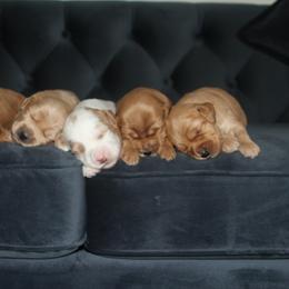 Goldendoodle and Australian Labradoodle Puppies from Sharper Doodles